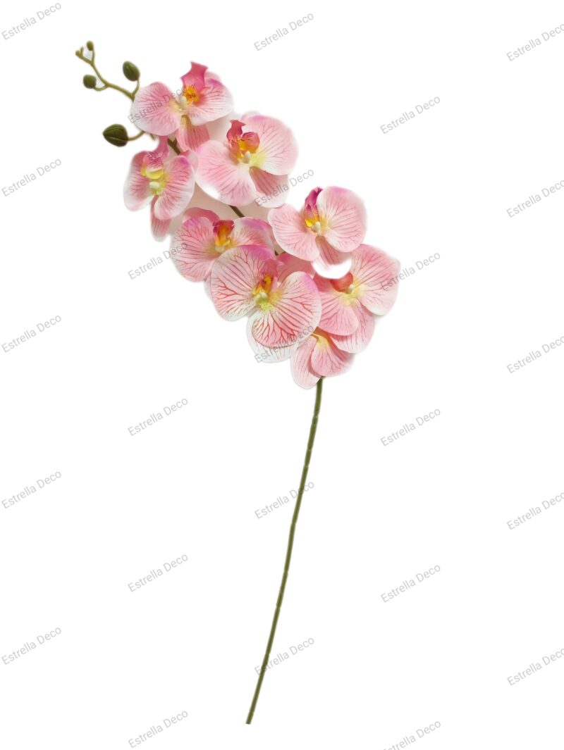 Orquídeas - Imagen 2