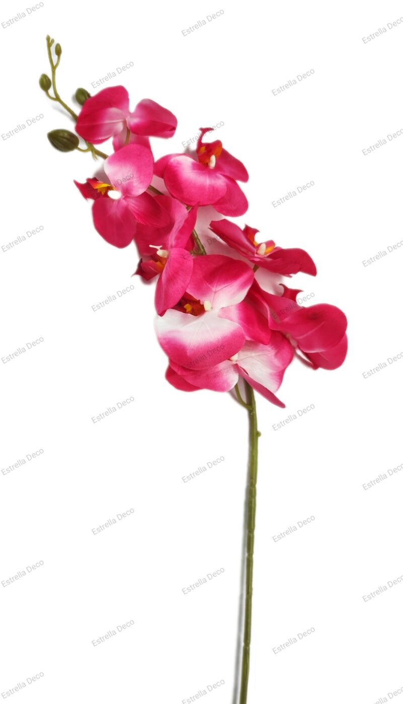 Orquídeas - Imagen 3
