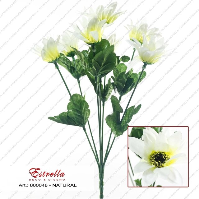 Margaritas bicolor - Imagen 7