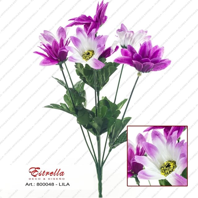 Margaritas bicolor - Imagen 6