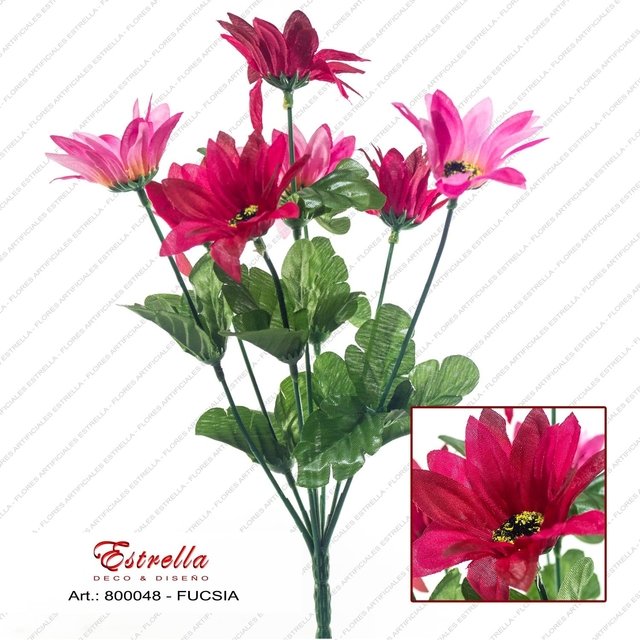 Margaritas bicolor - Imagen 5