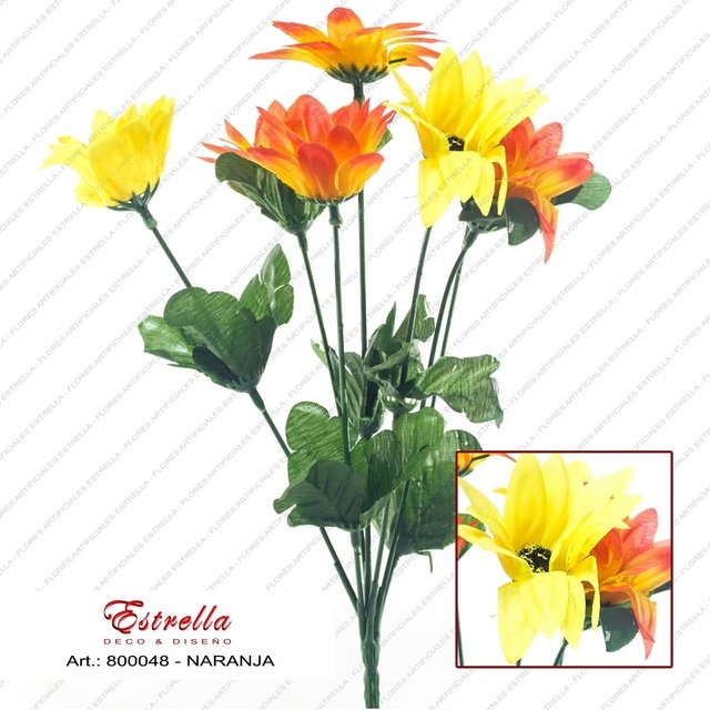 Margaritas bicolor - Imagen 4