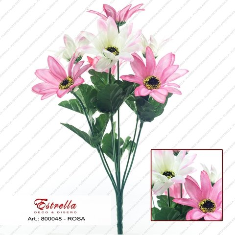 Margaritas bicolor - Imagen 3