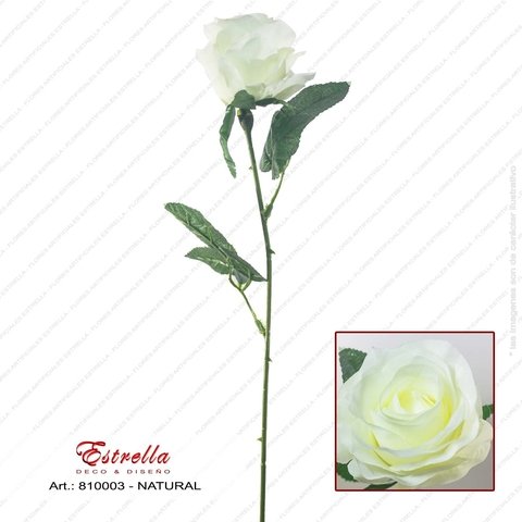 Rosa Tallo largo - Imagen 5