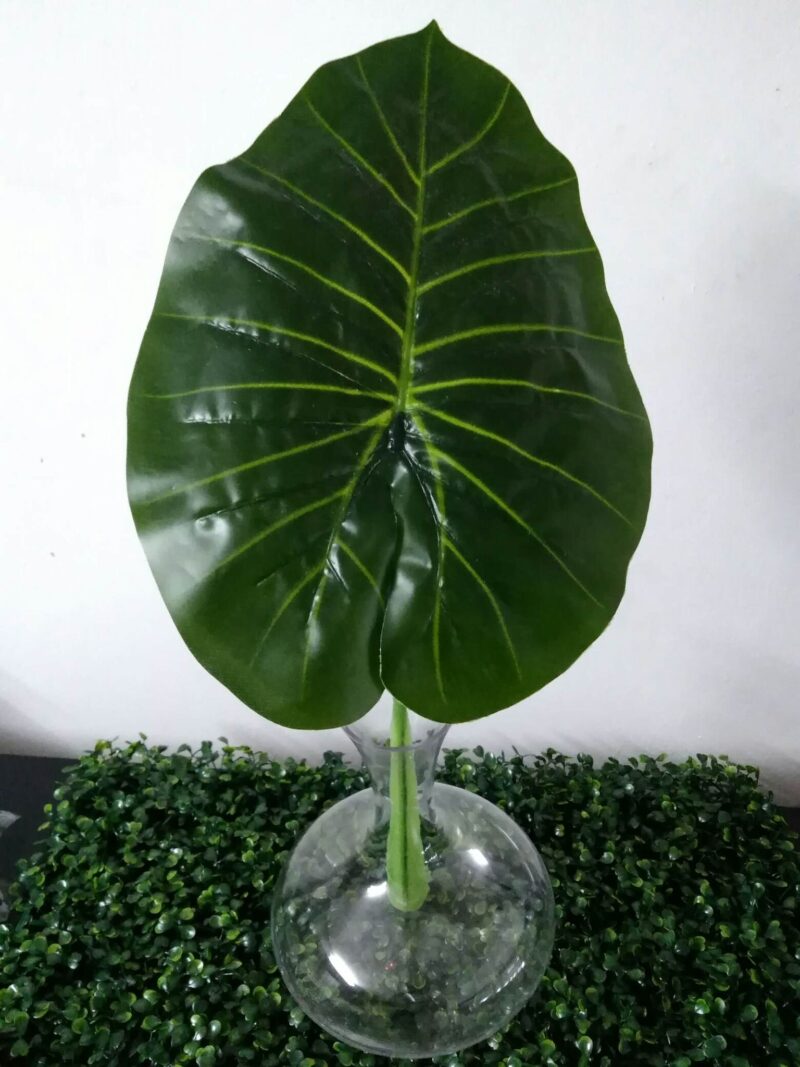 Oreja de elefante - Imagen 2