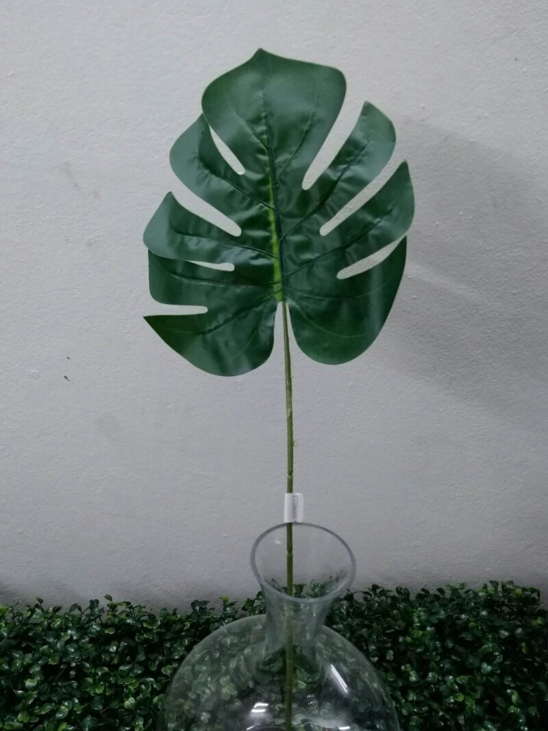 Hoja Costilla de Adán