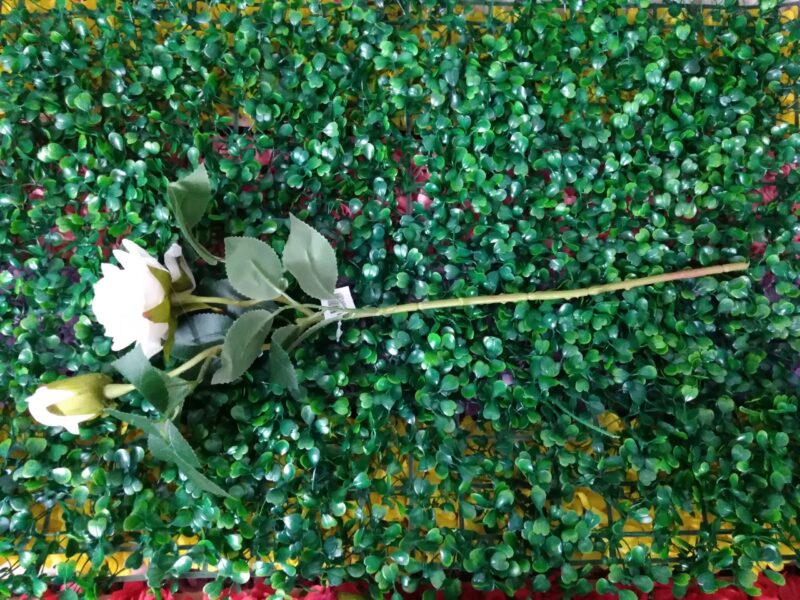 Rosa en vara - Imagen 5