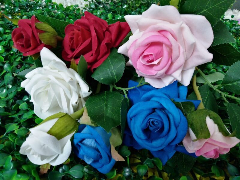 Rosa en vara - Imagen 2
