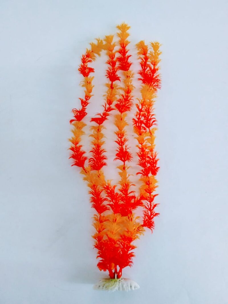 Planta para acuario