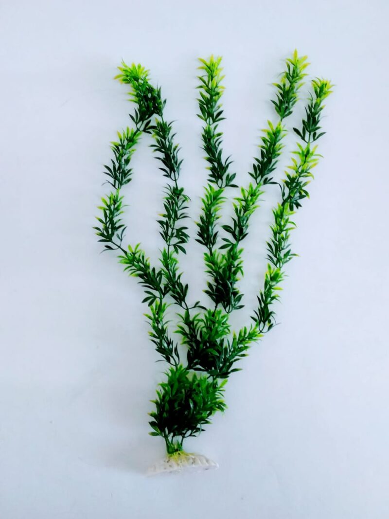 Planta para acuario