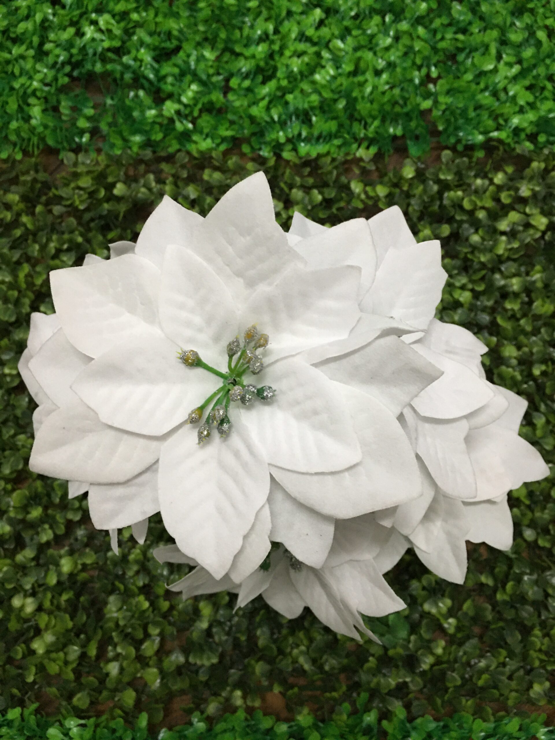 Estrella federal blanca - Imagen 2