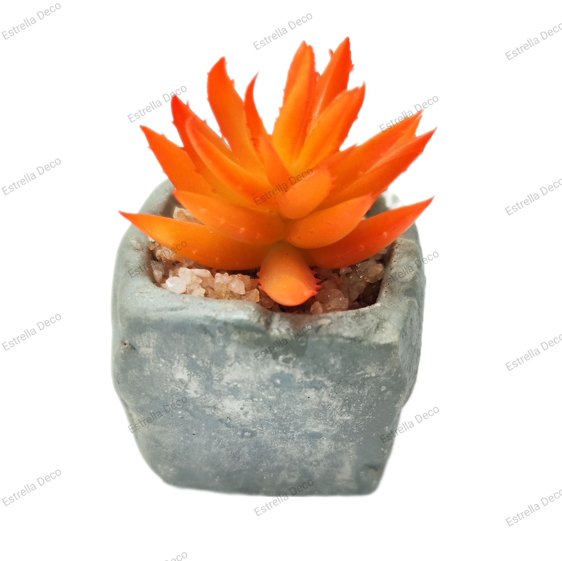 Maceta cemento con suculente - Imagen 2