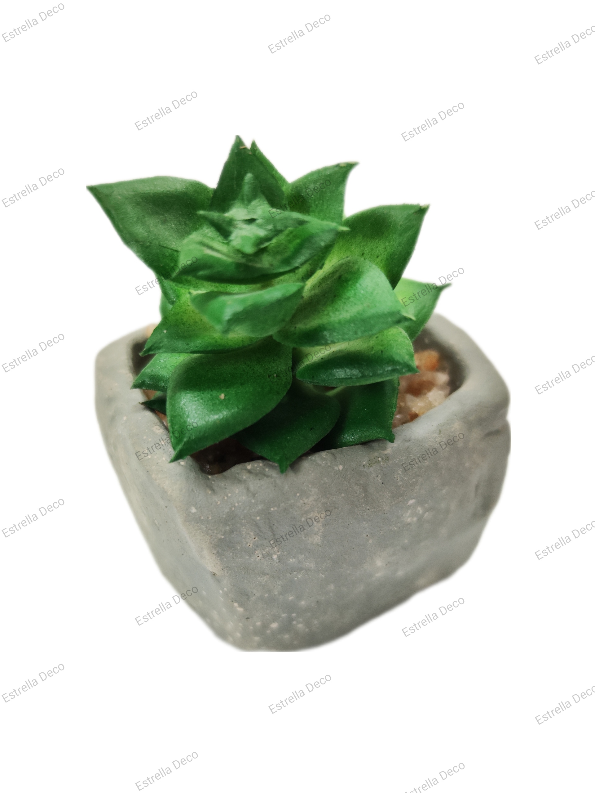Maceta cemento con suculente - Imagen 6