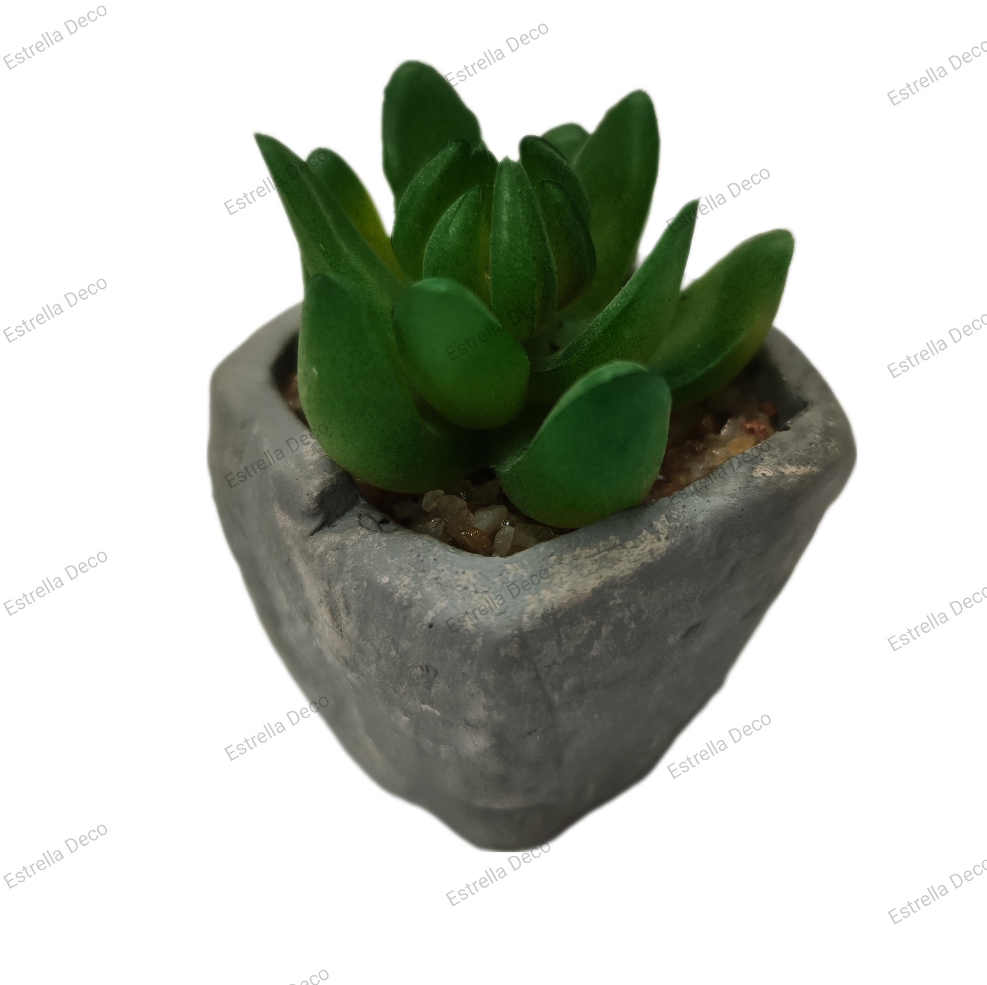 Maceta cemento con suculente - Imagen 4