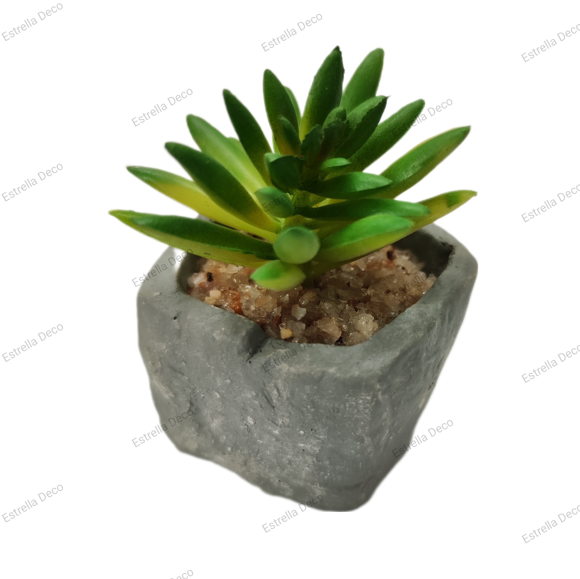 Maceta cemento con suculente - Imagen 3