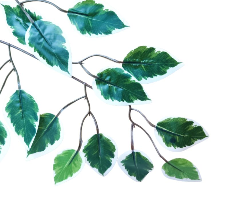 Vara hoja de ficus - Imagen 5