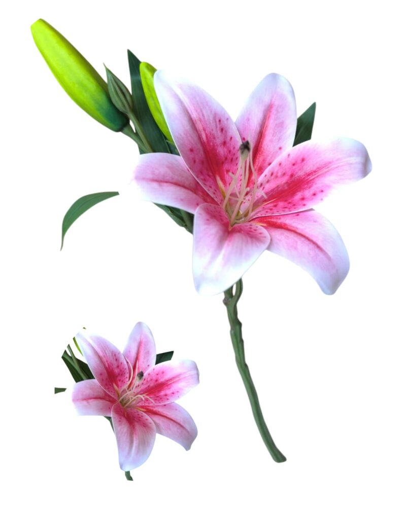 Vara lilium x 1 flores + 2 pimpollos - Imagen 2