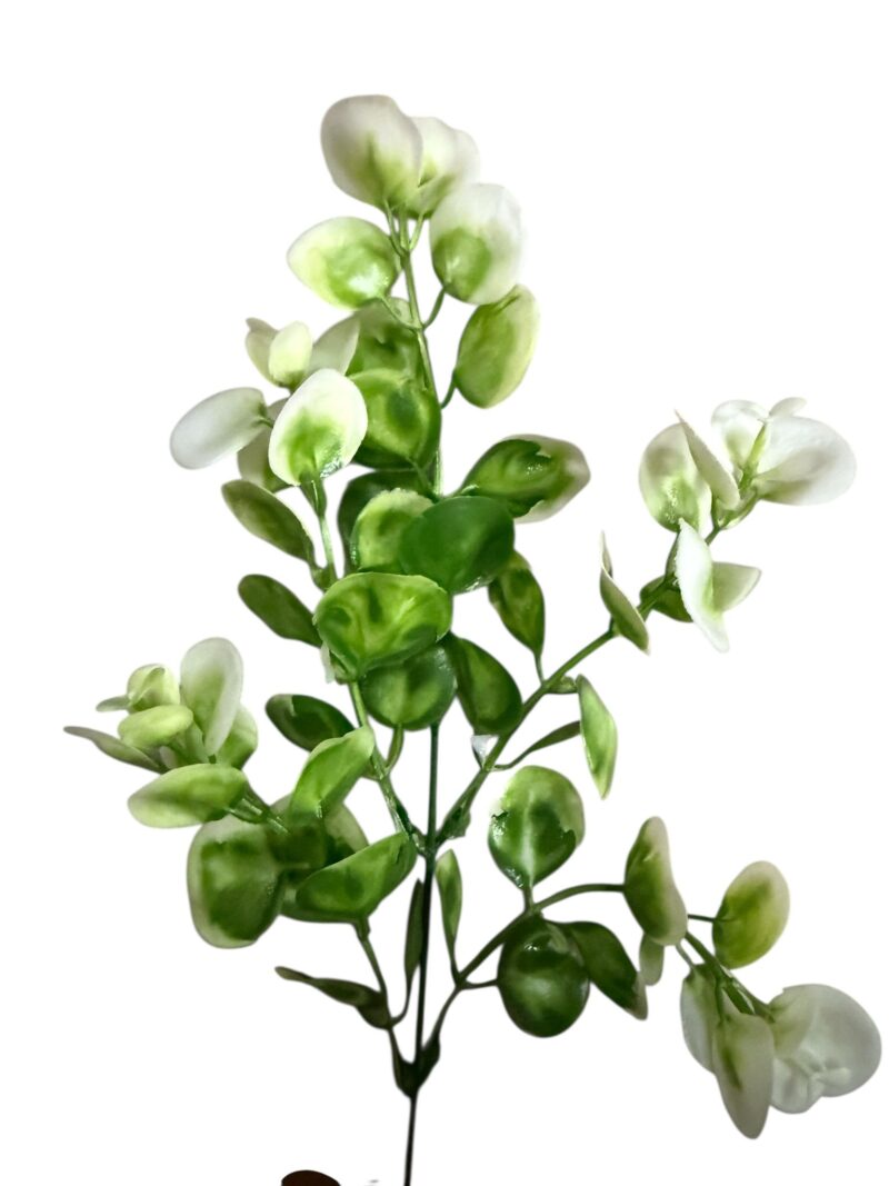 Ramos hojas verdes - Imagen 6